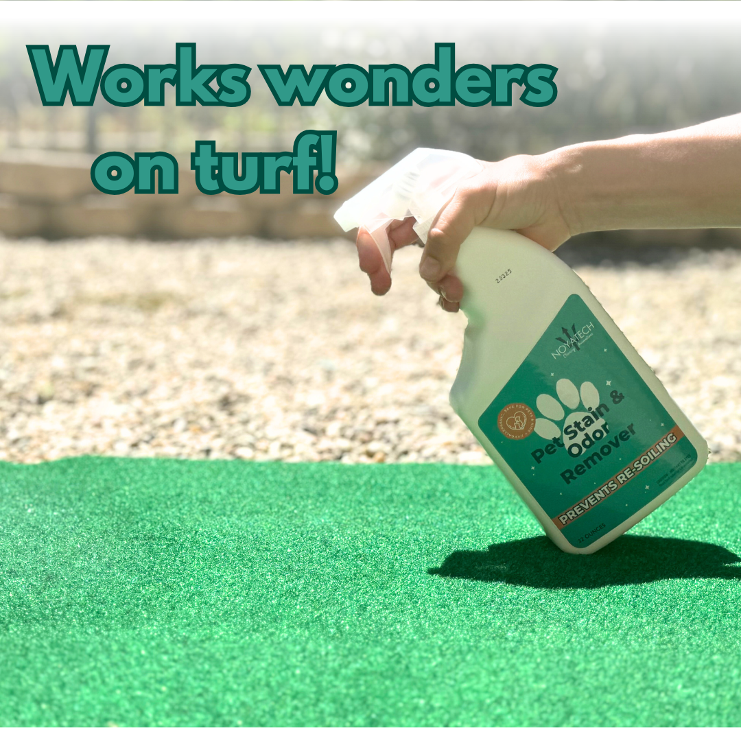 Spraying non-toxic pet odor cleaner on dog urine turf dedorizer