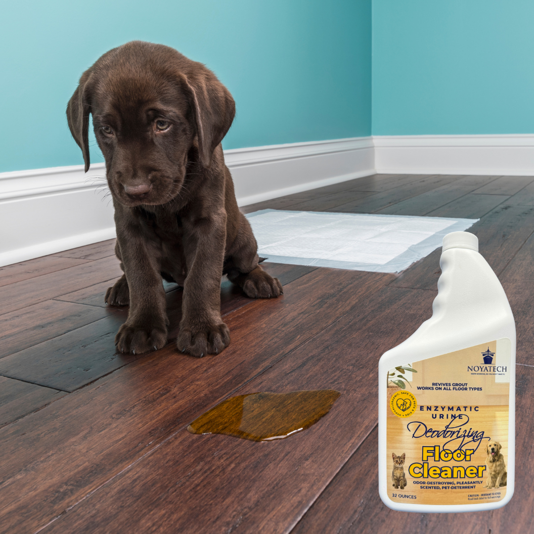 How to Remove Pet Odor from Home