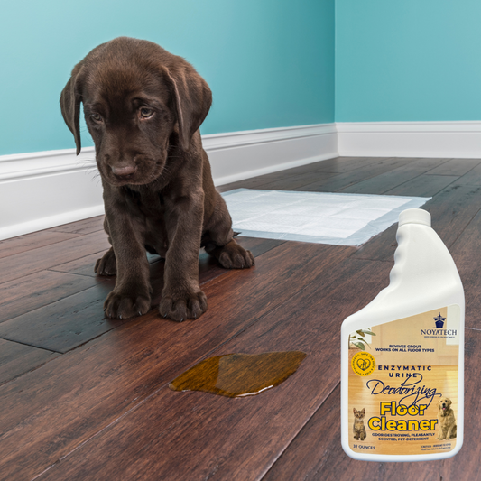 How to Remove Pet Odor from Home