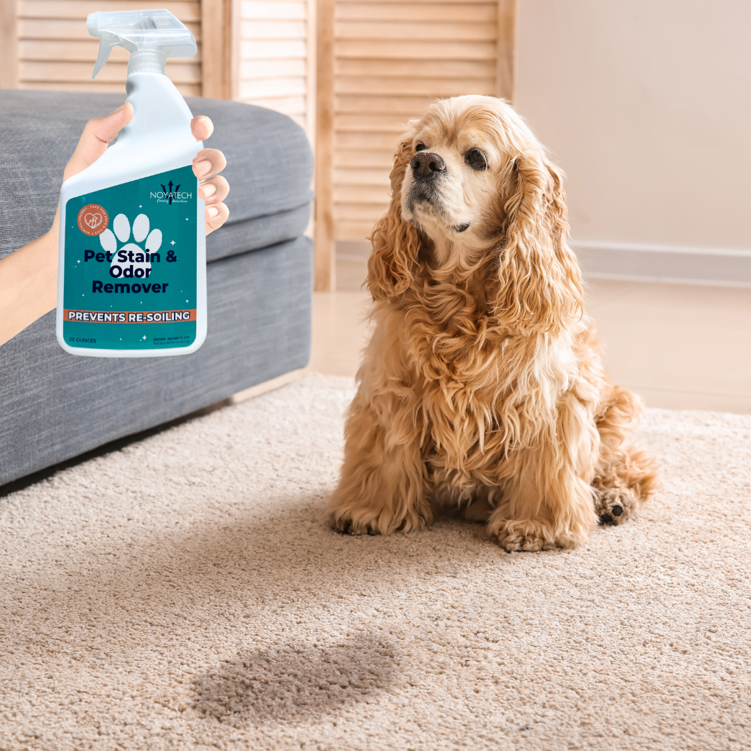 How to Completely Eliminate Pet Odors from Your Home
