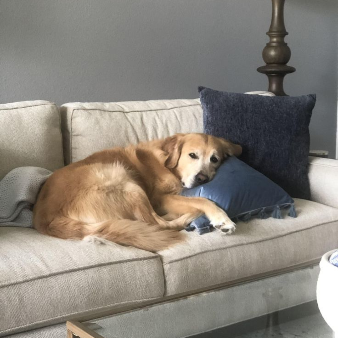 Happy dog in an odor-free home.