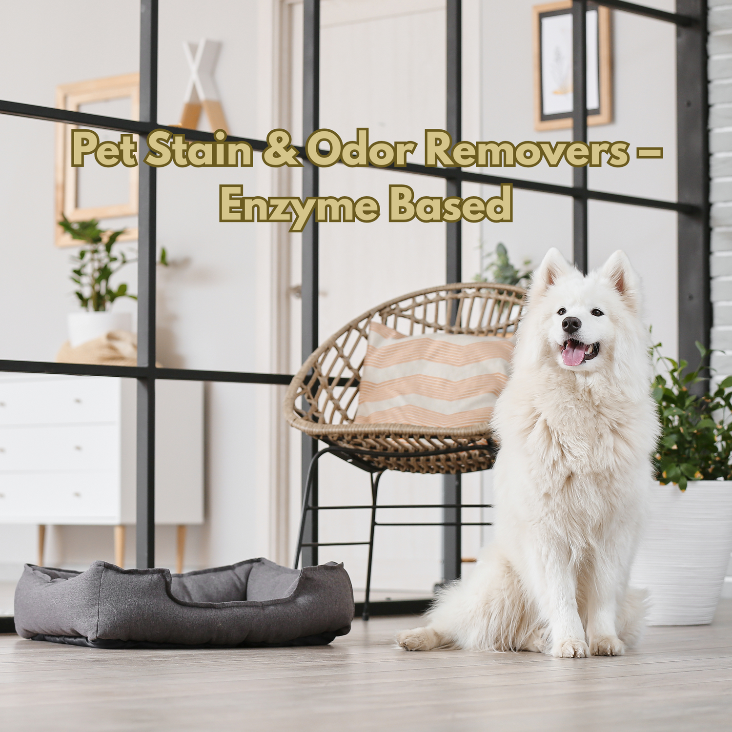 Pet & Odor Solutions